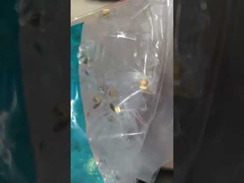 AMP_CAT6_UTP_Connector_Plug_Plastic_Metal_Shielded_Connector_Plastic_Pass_Through_Metal_Pass_Through_100PCS_RJ45_Connector_AMPCAT6_I_Electx_Electrical_Supply